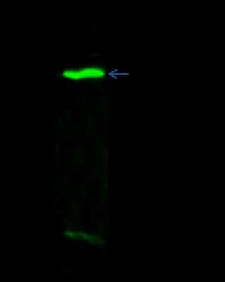 Immunoprecipitation: MAGOH Antibody [NBP2-97072]