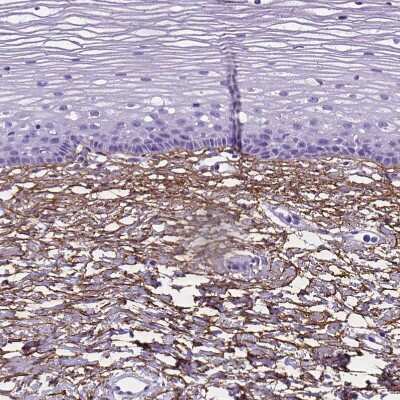 Immunohistochemistry-Paraffin: MAGP-1/MFAP2 Antibody [NBP1-87735]