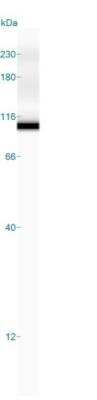Simple Western: MALT1 Antibody (MT1/410) [NBP2-29430]