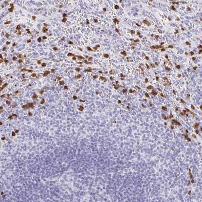 Immunohistochemistry-Paraffin: MAMDC4 Antibody [NBP2-57130]