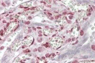 Immunohistochemistry-Paraffin: MAML1 Antibody [NB100-1306]