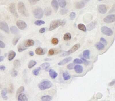 Immunohistochemistry-Paraffin: MAML2 Antibody [NB100-2127]