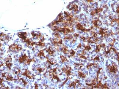 Immunohistochemistry-Paraffin: MAML3 Antibody (MAML3/1303) [NBP2-47646]