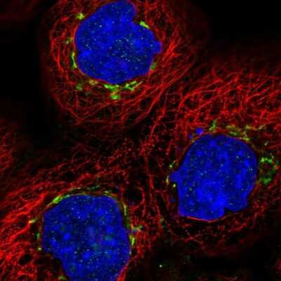 Immunocytochemistry/ Immunofluorescence: MAN1A2 Antibody [NBP1-82802]
