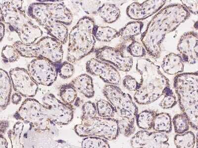 Immunohistochemistry-Paraffin: MAN1A2 Antibody [NBP2-97194]