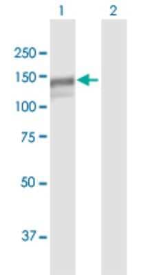 Western Blot: MAN2B1 Antibody [H00004125-B01P]