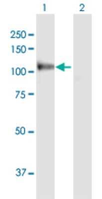 Western Blot: MANBA Antibody [H00004126-D01P]