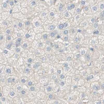 Immunohistochemistry-Paraffin: MANEA Antibody [NBP1-83710]