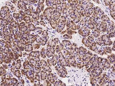 Immunohistochemistry-Paraffin: MANF Antibody [NBP2-99774]