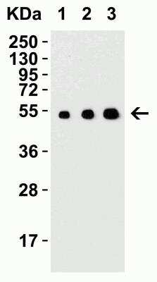 Western Blot: MANF AntibodyBSA Free [NBP1-76836]