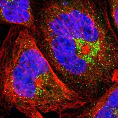 Immunocytochemistry/ Immunofluorescence: MANSC1 Antibody [NBP1-83871]
