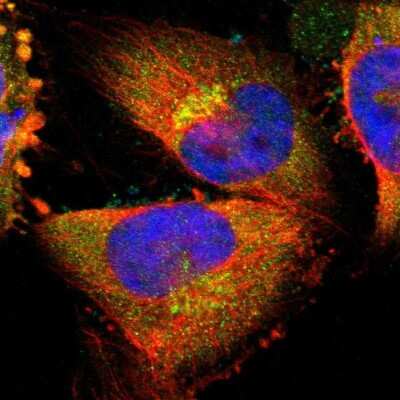Immunocytochemistry/ Immunofluorescence: MANSC1 Antibody [NBP1-83872]