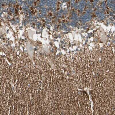 Immunohistochemistry-Paraffin: MANSC1 Antibody [NBP1-83871]