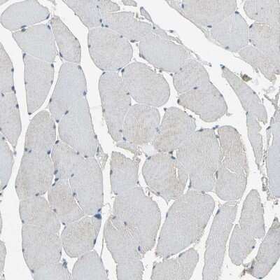 Immunohistochemistry-Paraffin: MANSC1 Antibody [NBP1-83872]