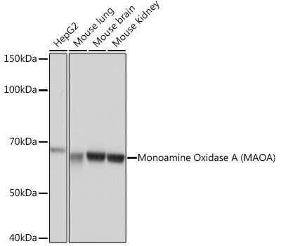 Western Blot: MAO-A Antibody (9U8P8) [NBP3-16332]