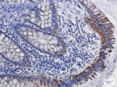 Immunohistochemistry-Paraffin: MAO-A Antibody (S07-9I3) [NBP3-19697]