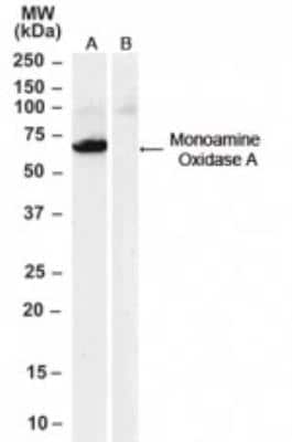 Western Blot: MAO-A Antibody [NB100-2417]