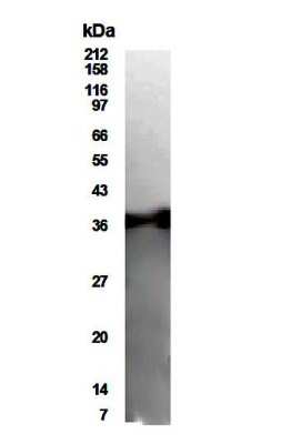 Western Blot: MAP1 AntibodyBSA Free [NB500-227]