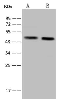 Western Blot: MAP1 Antibody [NBP2-97771]