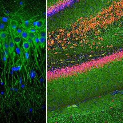 Immunohistochemistry Free-Floating: MAP2 Antibody (4H5) [NBP2-25156]