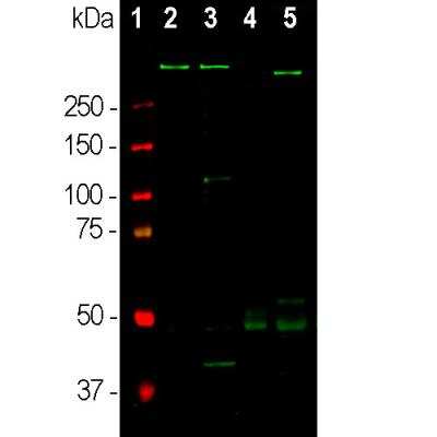 Western Blot: MAP2 Antibody (5H11) [NBP1-92711]