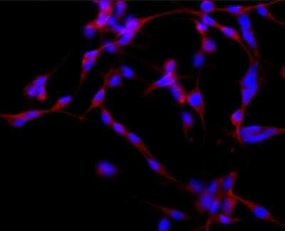 Immunocytochemistry/ Immunofluorescence: MAP2 Antibody (HM-2) - BSA Free [NB120-11267]