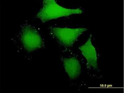Immunocytochemistry/ Immunofluorescence: MAP3K12 binding inhibitory protein 1 Antibody [H00051562-B01P]