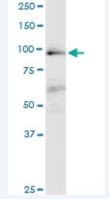 Western Blot: MAP4K1 Antibody (1G6) [H00011184-M02-100ug]