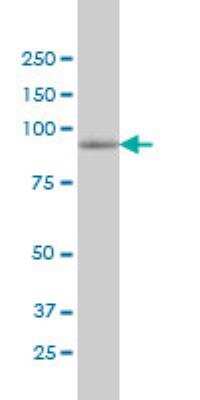 Western Blot: MAP4K5 Antibody (3H3) [H00011183-M01]