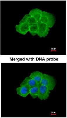 Immunocytochemistry/ Immunofluorescence: MAP4K5 Antibody [NBP1-31234]