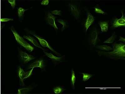 Immunocytochemistry/ Immunofluorescence: MAP7 Antibody [H00009053-B01P]