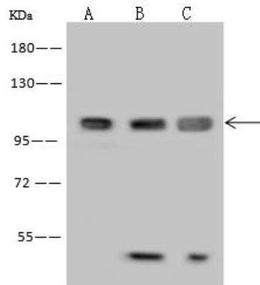 Western Blot: MAP7 Antibody [NBP2-97907]
