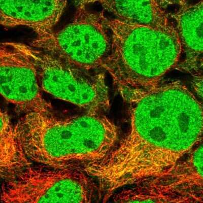 Immunocytochemistry/ Immunofluorescence: MAP7D2 Antibody [NBP2-14740]