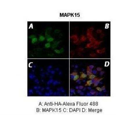 Immunocytochemistry/ Immunofluorescence: MAPK15 Antibody [NBP1-56789]