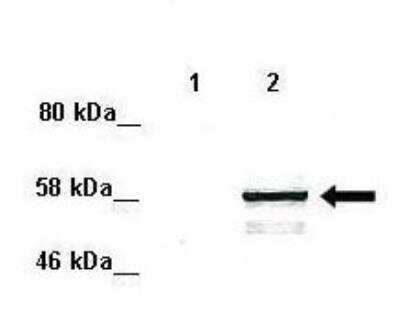 Western Blot: MAPK15 Antibody [NBP1-56789]