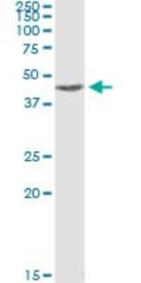 Immunoprecipitation: MAPKAPK2 Antibody (1F9) [H00009261-M06]