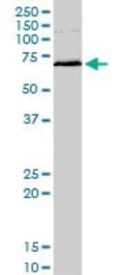 Western Blot: MAPKAPK2 Antibody (3B8) [H00009261-M08]