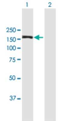 Western Blot: MAPKBP1 Antibody [H00023005-B01P]