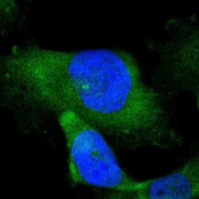 Immunocytochemistry/ Immunofluorescence: MAPRE1 Antibody [NBP1-84928]