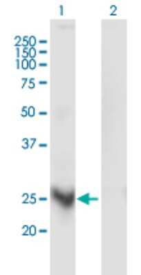 Western Blot: MARCH3 Antibody (1F6) [H00115123-M03]