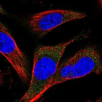 Immunocytochemistry/ Immunofluorescence: MARCH3 Antibody [NBP1-81260]