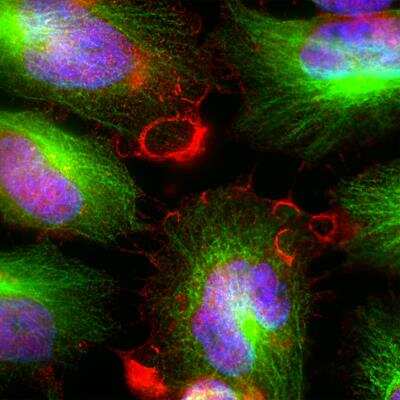 Immunocytochemistry/ Immunofluorescence: MARCKS Antibody [NBP3-05540]