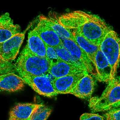 Immunocytochemistry/ Immunofluorescence: MARCKS like protein Antibody [NBP2-38160]
