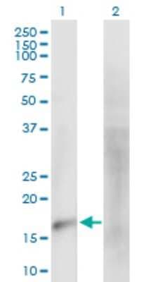 Western Blot: MARVELD1 Antibody [H00083742-B01P]