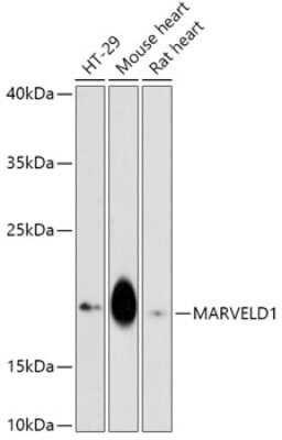Western Blot: MARVELD1 AntibodyAzide and BSA Free [NBP3-04150]