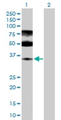 Western Blot: MASA Antibody [H00058478-D01P]