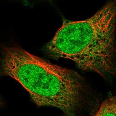 Immunocytochemistry/ Immunofluorescence: MASL1 Antibody [NBP2-30382]