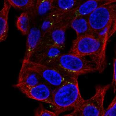 Immunocytochemistry/ Immunofluorescence: MASP2 Antibody [NBP1-81259]