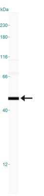Simple Western: MAT1/2A AntibodyBSA Free [NB110-94162]