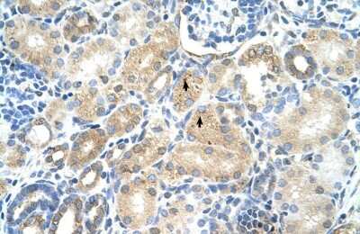 Immunohistochemistry-Paraffin: MAT1A Antibody [NBP1-55120]
